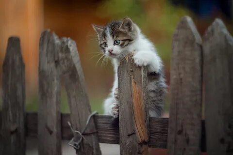 Кот на заборе картинки