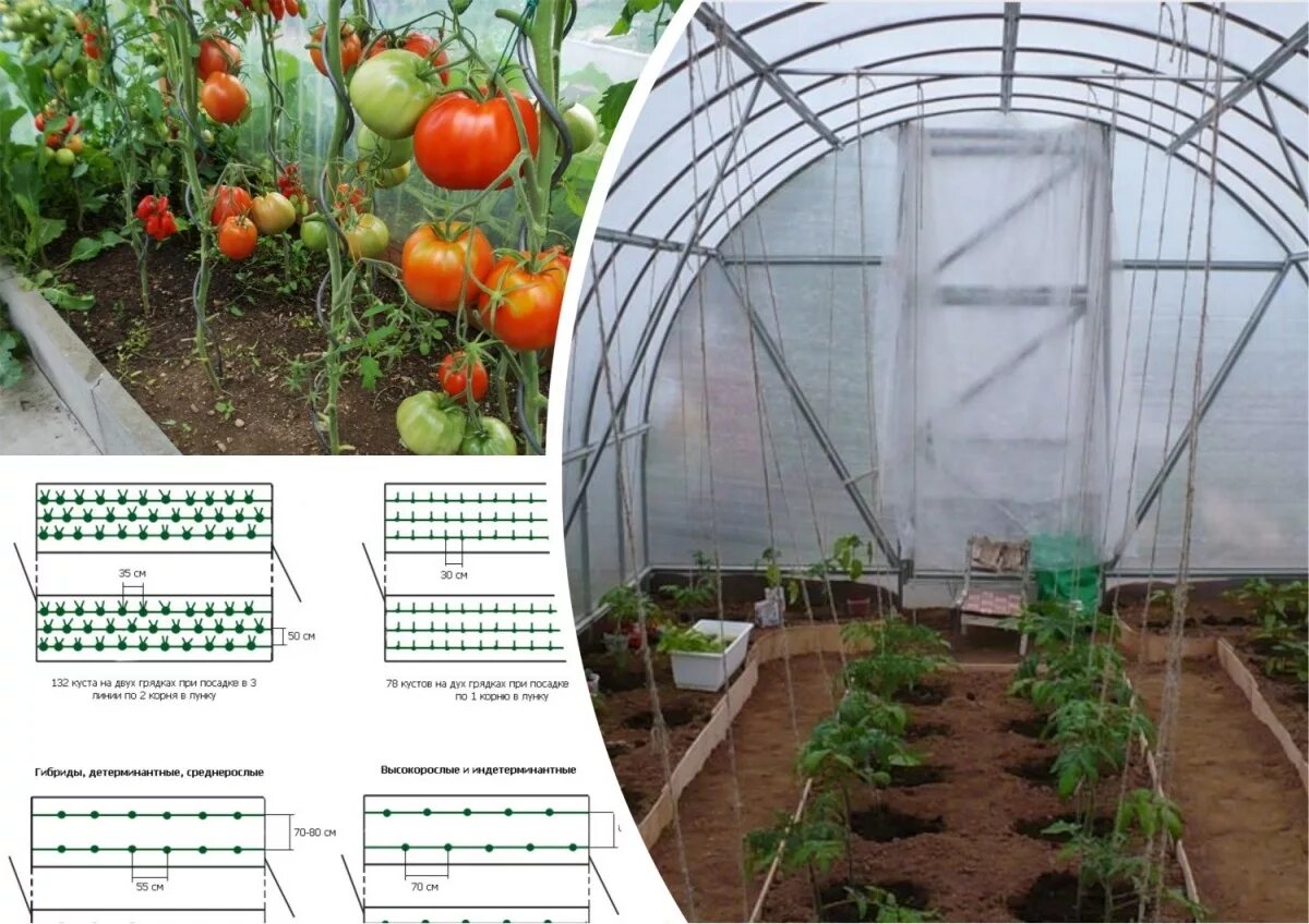 Теплицы правильная посадка. На каком расстоянии сажать томаты в теплице. Схема посадки помидор в теплице 3х6. Схема посадки томатов в теплице. Схема посадки высокорослых помидор.