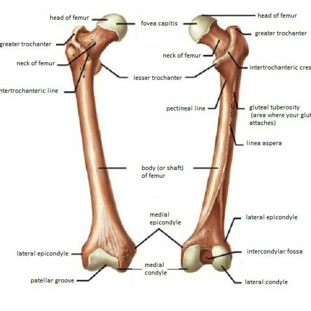 Бедренная кость анатомия строение. Бедренная кость анатомия Синельников. Анатомия левой бедренной кости. Фемур кость.