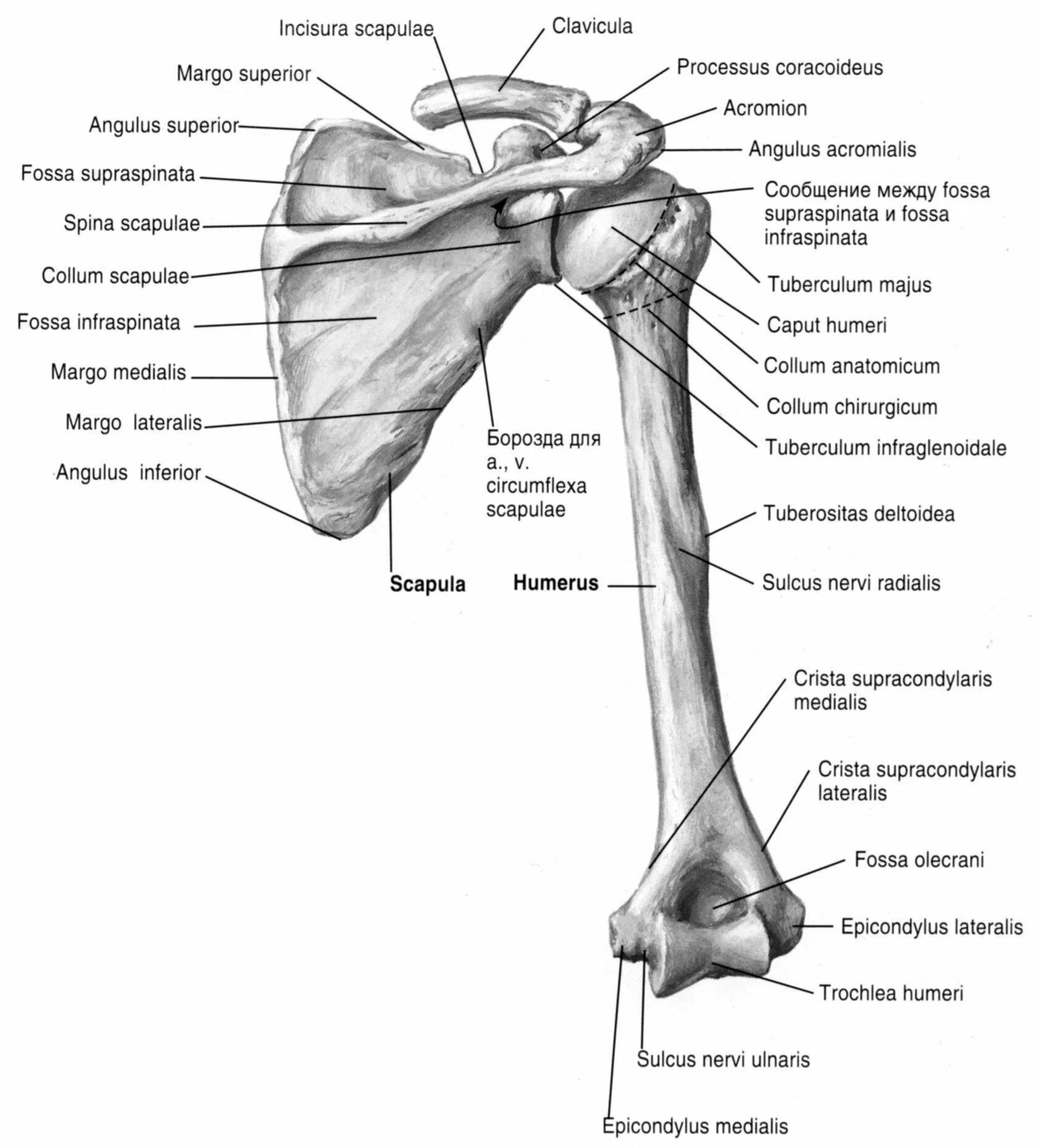 Кости пояса верхней конечности анатомия. Кости плечевого пояса и верхних конечностей. Кости плечевого пояса и свободной верхней конечности. Кости верхней конечности анатомия на латыни.