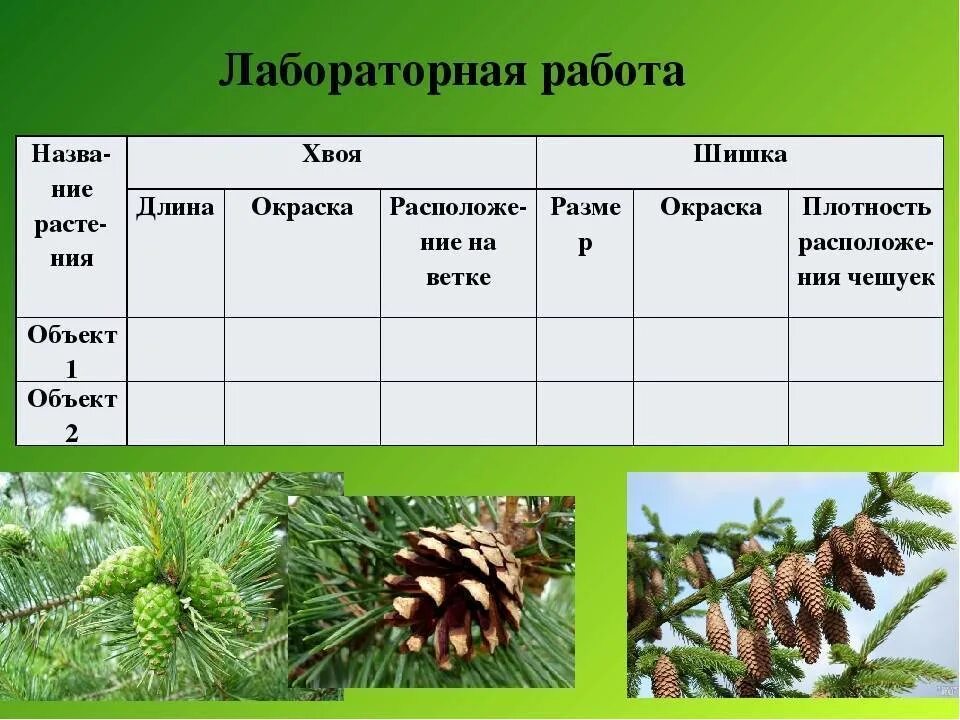 Хвойные растения 5 класс. Голосеменные таблица 5 класс биология. Ель обыкновенная расположение хвоинок. Расположение хвоинок у лиственницы сибирской. Плотность чешуек шишки сосны.