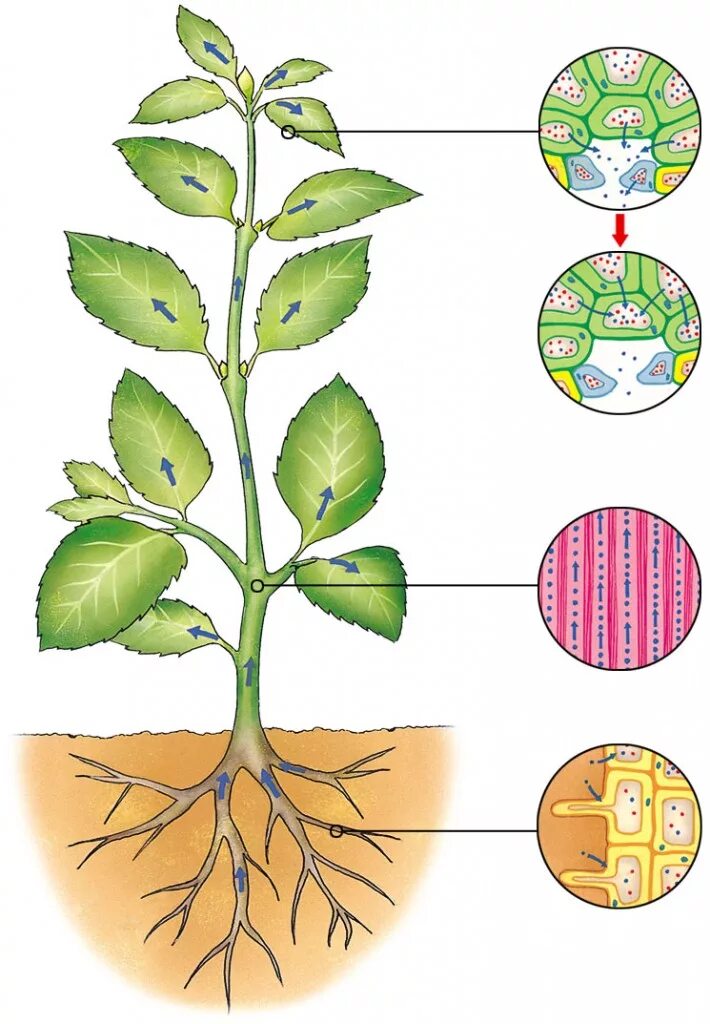 Plant respiration. Excretion in Plants. Plant respiration Systems. Фотосинтез фото.