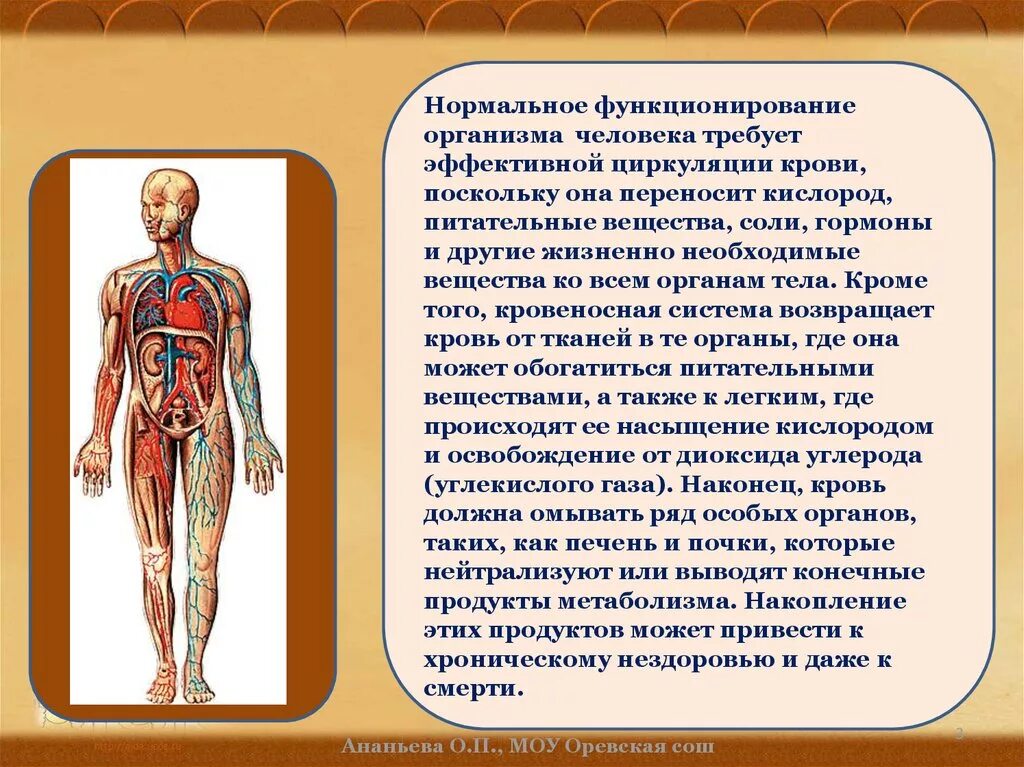 Организм человека и сам человек. Функционирование организма человека. Нормальное функционирование организма. Циркуляция крови в организме. Функционирование тела человека.