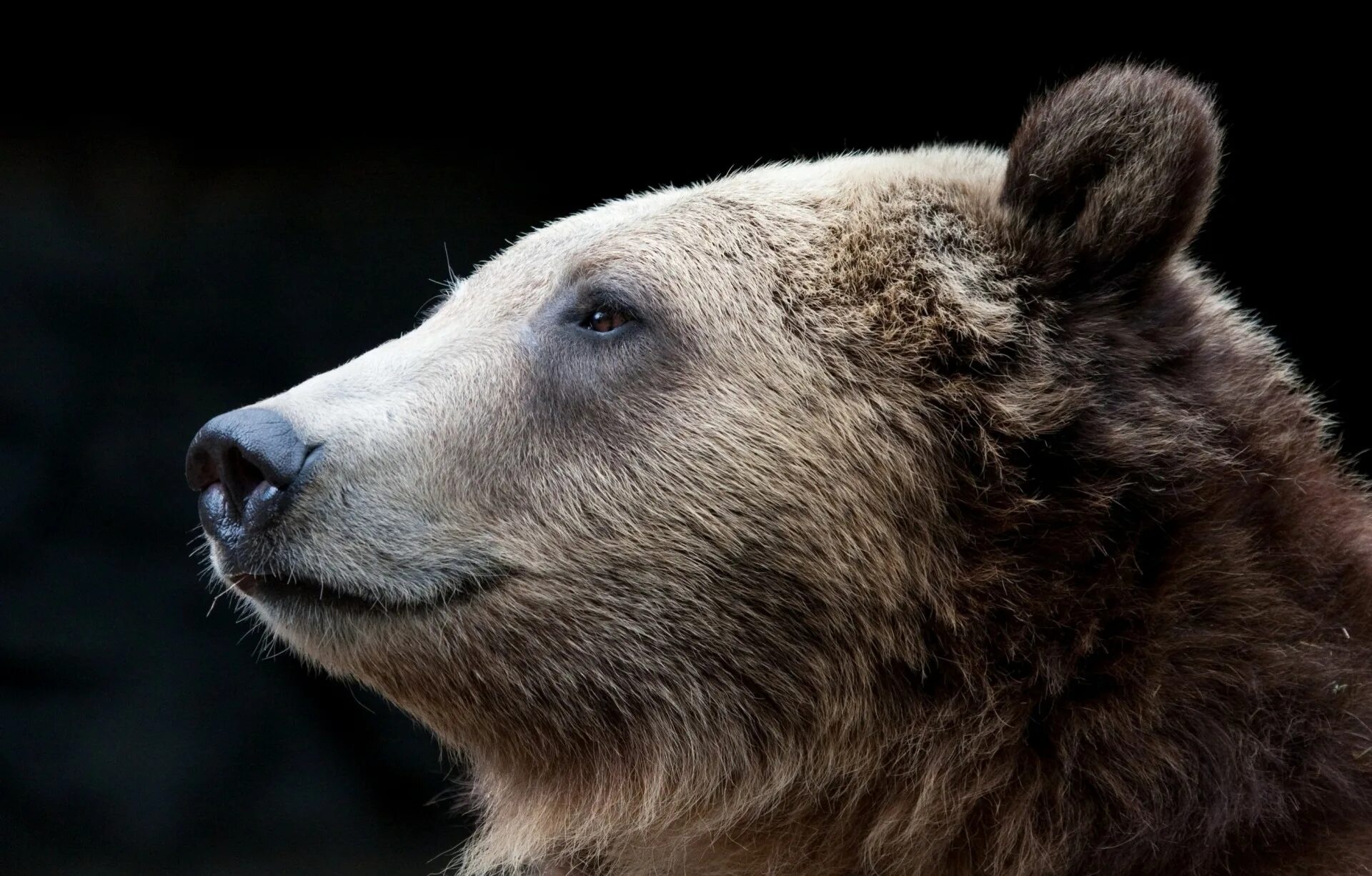Бурый медведь анфас. Медведь Гризли. Медведь Гризли морда сбоку. Морда медведя.