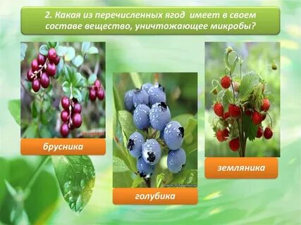 Сибирские названия