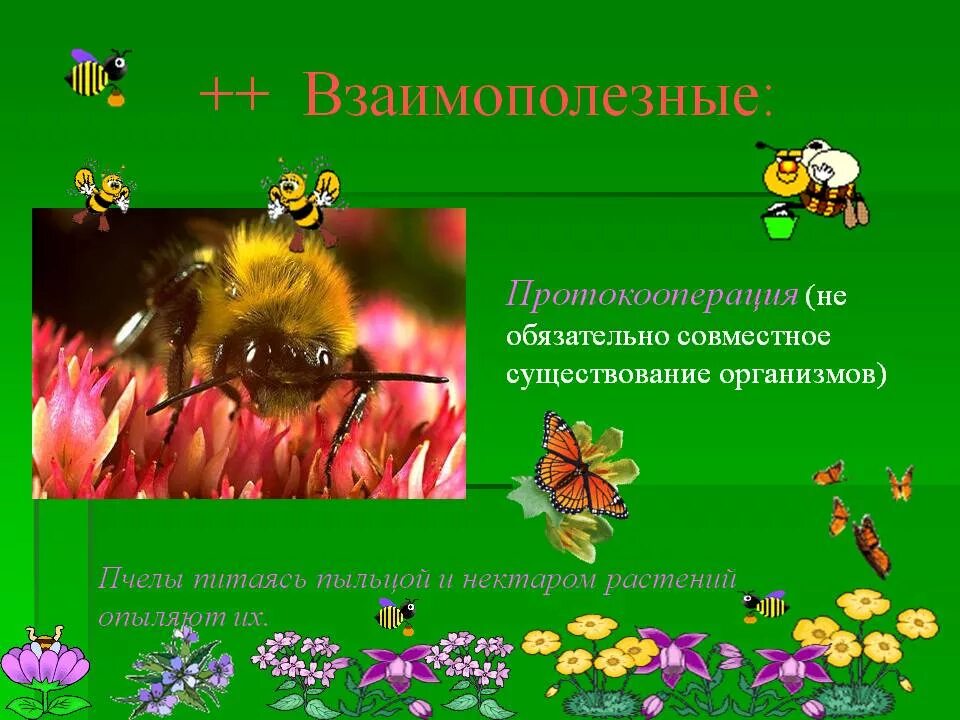 Пчелы и шмели тип взаимоотношений. ++ Взаимополезные протокооперация. Пчела и цветок Тип взаимоотношений. Пчелы опыляют растения Тип взаимоотношений. Тим отношений между пчелой и цветком.