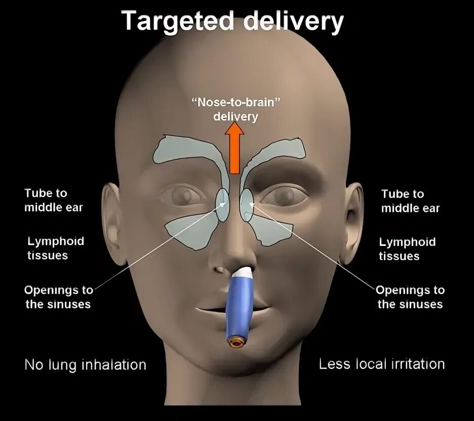 Нос и головной мозг. Nasal drug delivery Systems. Inhalation drug delivery device.