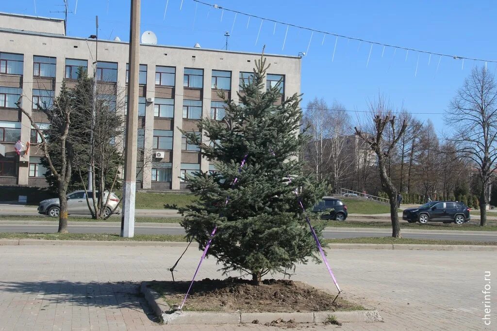 Деревья череповца