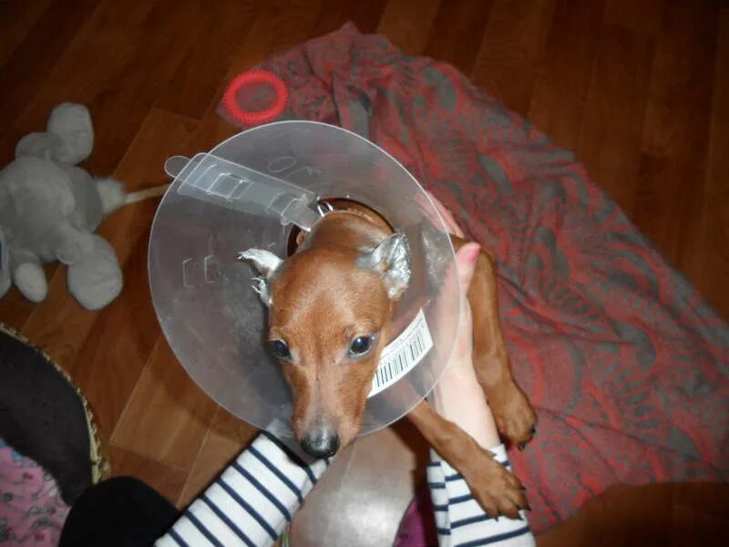 шапочка для купированных ушей. воротник для купированных ушей. фиксатор для ушей добермана. после купирования. доберман щенок некупированные уши.