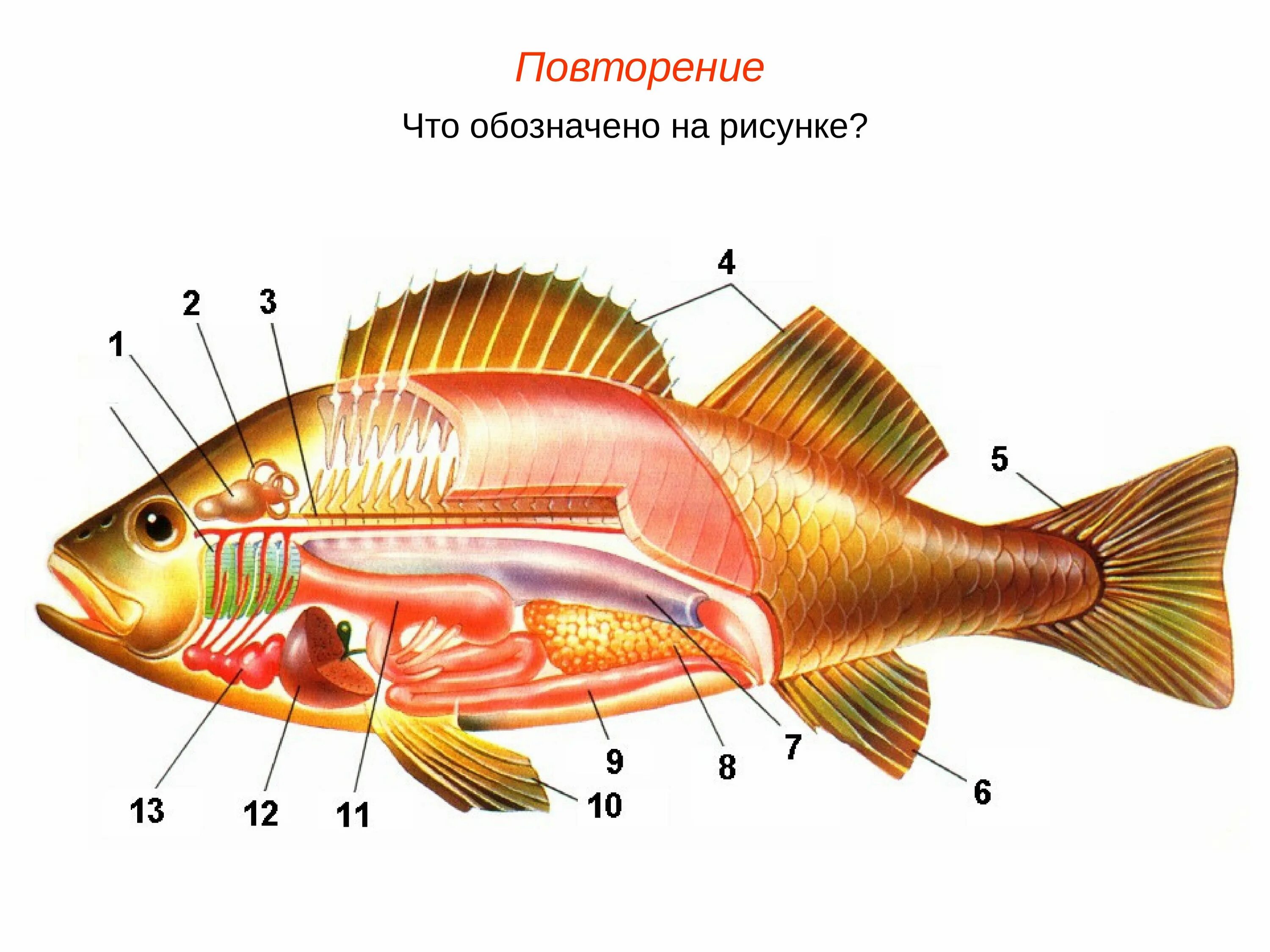 Рыба какой организм. Внутреннее строение костной рыбы самка окуня. Выделительная система рыб. Анатомическое строение костной рыбы. Внутреннее строение рыбы система органов.