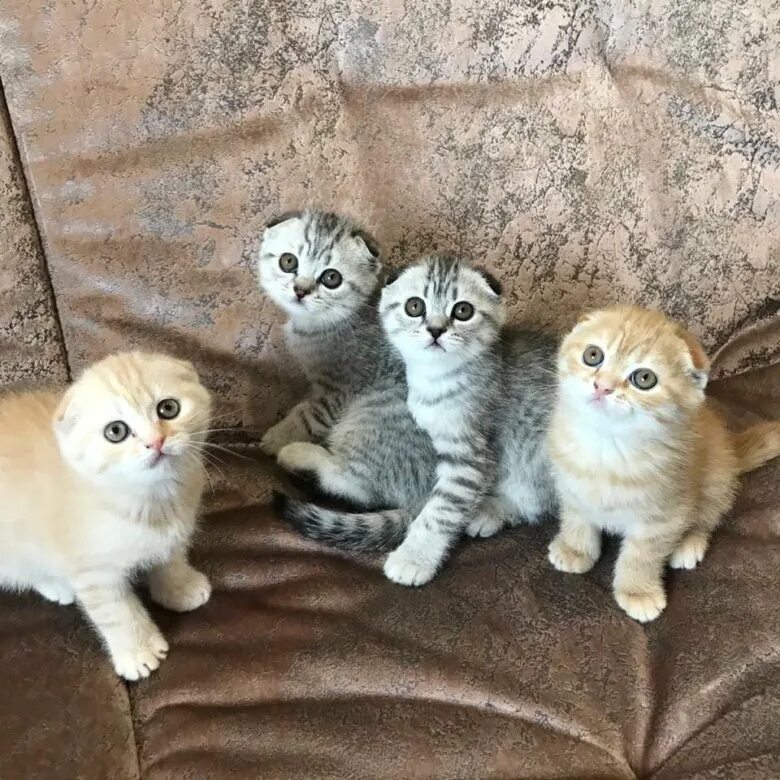Котята шотландские вислоухие лиловые и голубые. Вислоухие котята британцы. Британская вислоухая разноцветная кошка. Продам шотландских котят. Чистокровные шотландские котята.
