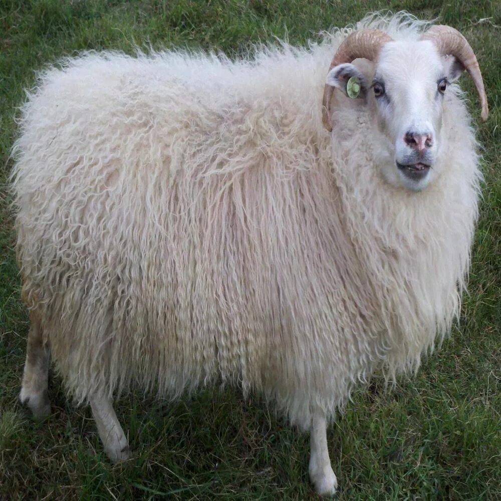 Овцы меринос. Авасси порода овец. Тянь Шаньская порода овец. Корридель порода овец. Горный меринос порода овец.