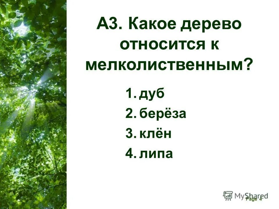 тест по окружающему миру 4 класс на тему зоны лесов. тест природная зона лесов. тест по окружающему миру 4 класс леса россии. мелколиственные деревья список. окружающий мир 4 класс лес проверочная работа.