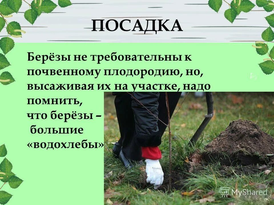 Физминутка про березу для дошкольников. Физкультминутка для детей береза. Как посадить березу на участке. Белая берёза петлюра текст. Посадить березки.