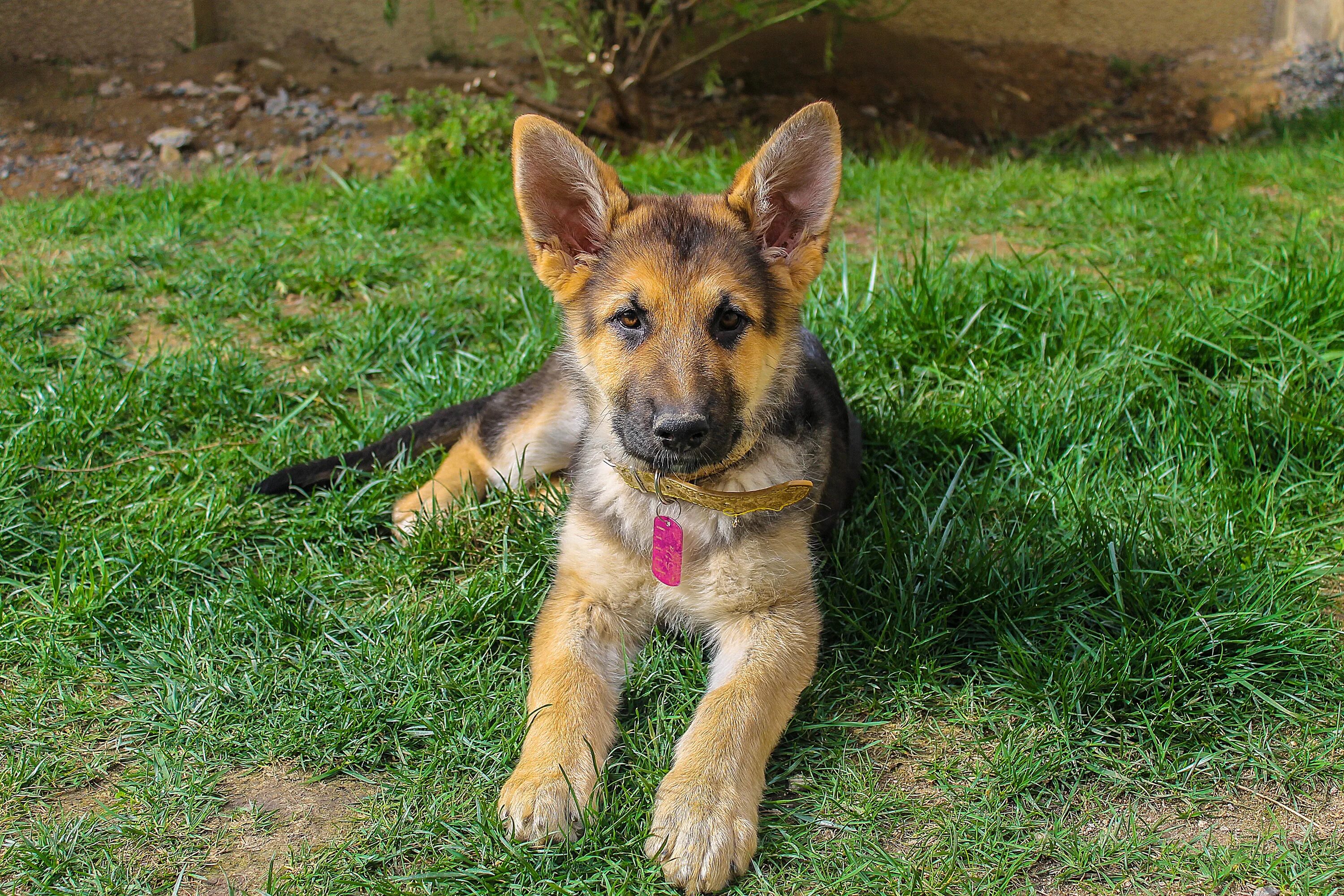 Годовалая овчарка. German Shepherd немецкая овчарка. German Shepherd немецкая овчарка щенок. Джерман Шеферд. Немецкая овчарка Паппи.