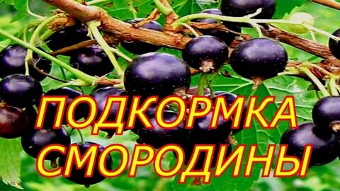 Удобрение для смородины