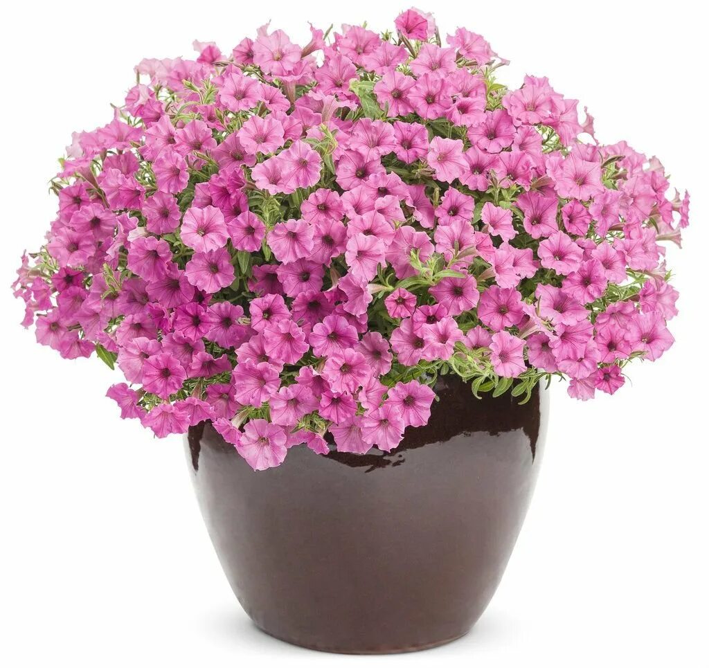 Петуния супертуния виста фуксия. Супертуния vista snowdrift. Петуния vista fuchsia. Петуния cascadias fuchsia. Петуния супертуния плам вейн.