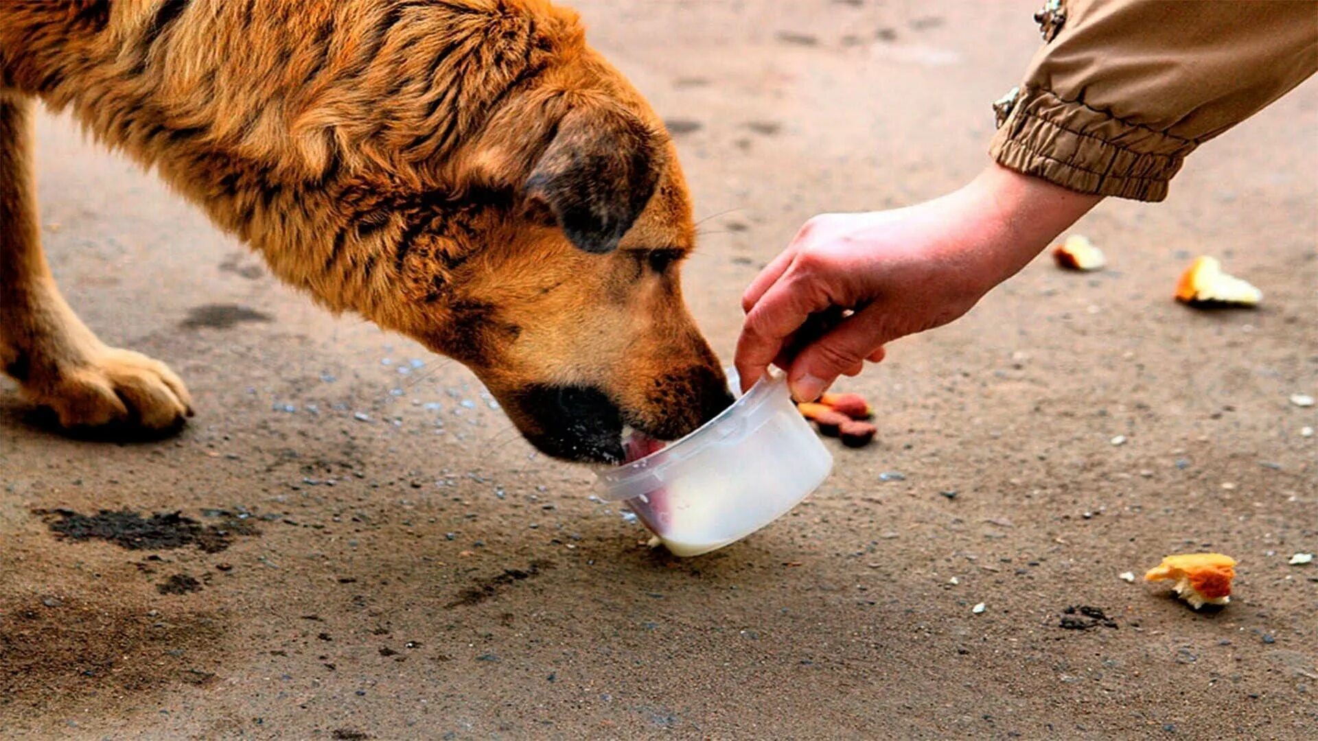 Люди бескорыстно помогающие другим. Добрые поступки. Милосердие к животным. Добрые дела. Сострадание к животным.