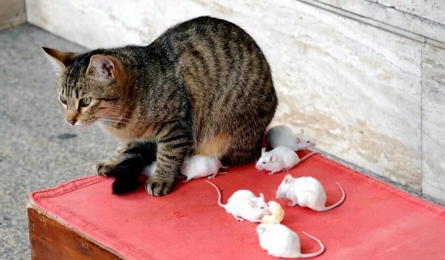 Почему кот не играет. Кот среди мышей. кот кушает мышь. мышь среди котов. кот наловил мышей.