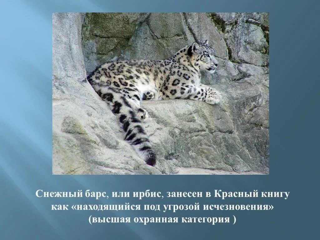 Занесен ли барс в красную книгу. Животные красной книги ирбис. снежный ирбис красная книга. ирбис занесен в красную книгу. снежный барс занесен в красную книгу россии.