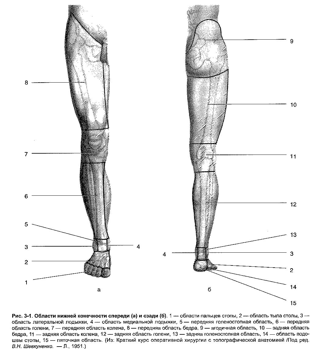 Области нижней конечности. Топографическая анатомия нижней конечности. Бедро (передняя область). Области нижней конечности человека. Области нижней конечности топографическая анатомия. Нижняя конечность анатомия нога.