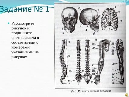 Тест опорная система 8 класс
