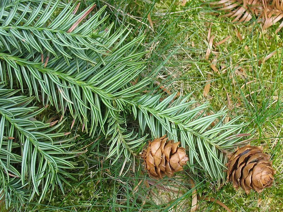 Роды хвойных. Куннингамия ланцетовидная (Cunninghamia lanceolata). Cunninghamia lanceolata шишки. Метасеквойя шишки. Куннингамия японская.