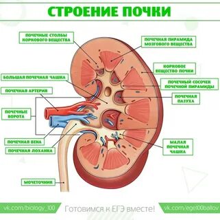 Отделение почек