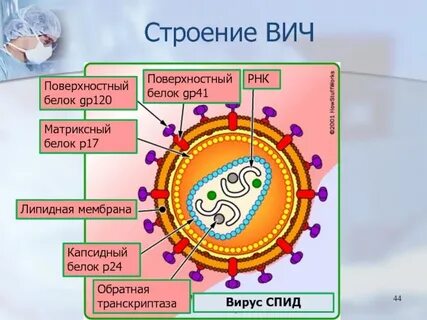 Размер вируса вич