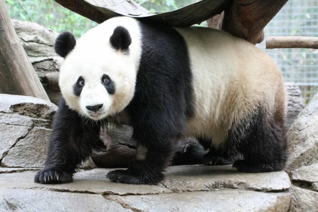 Pass pandas. Панда в московском зоопарке. большая панда в московском зоопарке. san diego zoo pandas. большая панда бежевая фото.