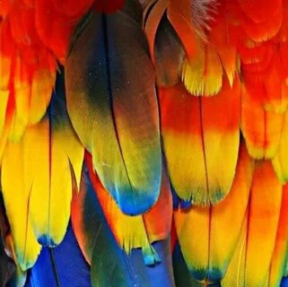 Colourful feathers
