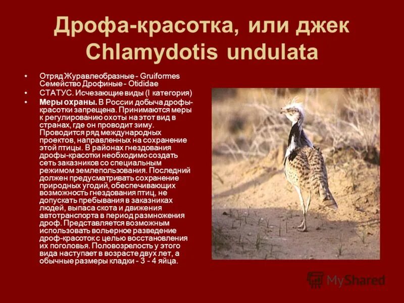 воля исчезающий вид людей