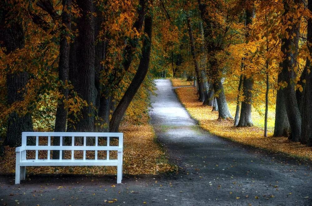 Поздняя осень. Осенний лес. Осень фото красивые. Осенний мотив. А на сень.