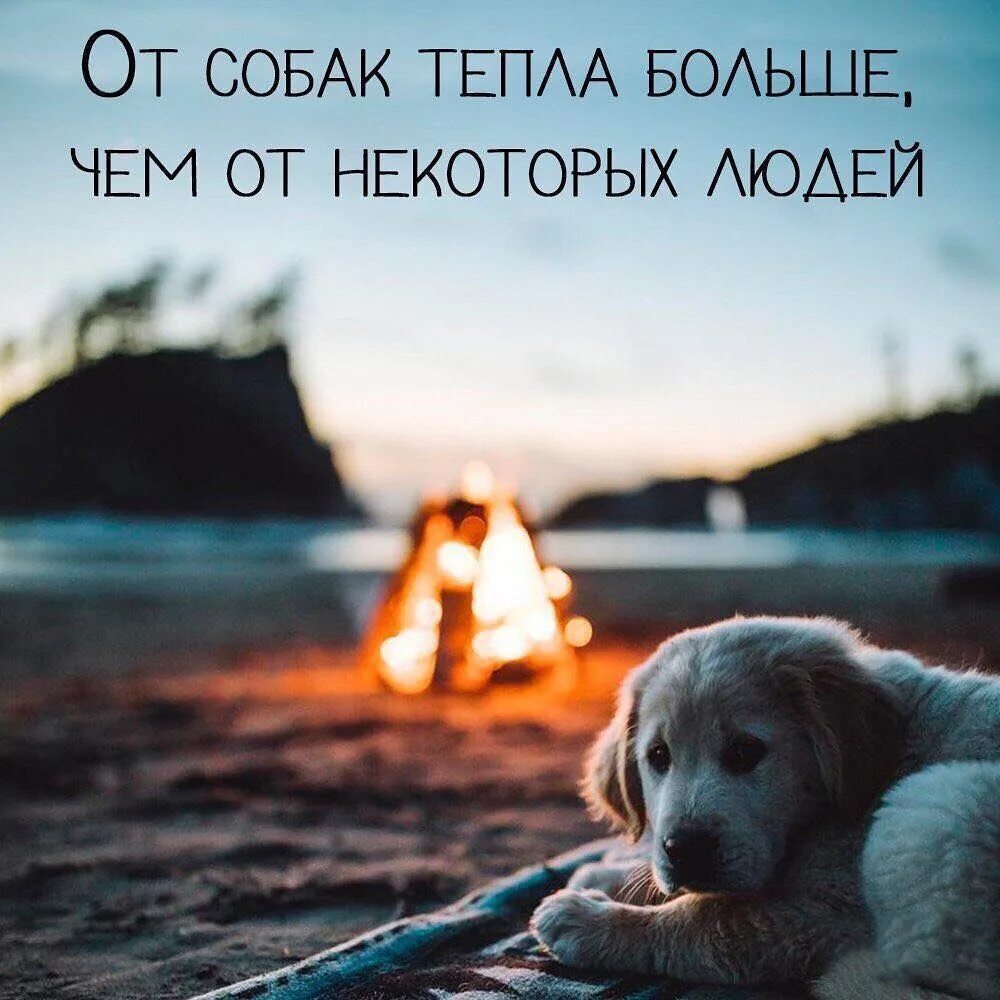 Кошка у камина. Тепло собака. Рыжая собака. Уютного вечера. Тепло собака.