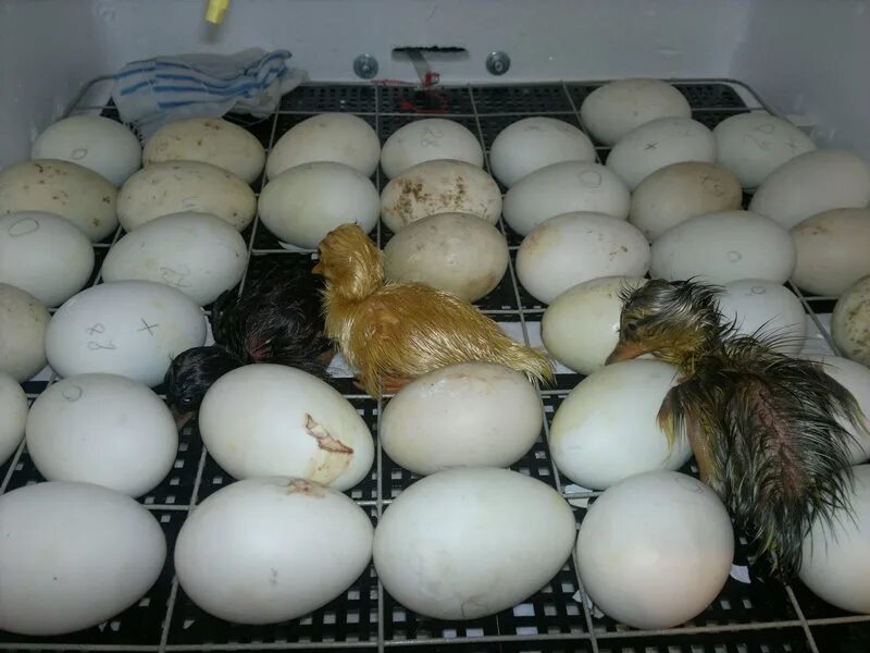 Купить яйца кур несушек для инкубатора. Инкубация гусиные гусиные яйца. Инкубация утки голубой Фаворит. Инкубационное яйцо индоутки. Вес яйца индоутки.