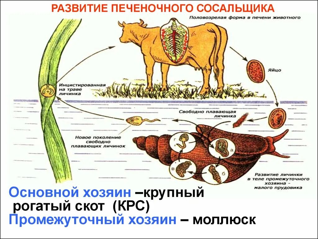 Определите тип развития животных печеночный сосальщик. Промежуточный хозяин печеночного сосальщика. Основной и промежуточный хозяин печеночного сосальщика. Промежуточным хозяином печеночного сосальщика является:. Основной хозяин печеночного сосальщика.