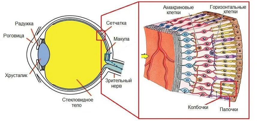 Строение сетчатки рисунок. Строение клеток сетчатки. Зрительный анализатор строение сетчатки. Схема строения сетчатки глаза. Орган зрения строение сетчатки глаза.