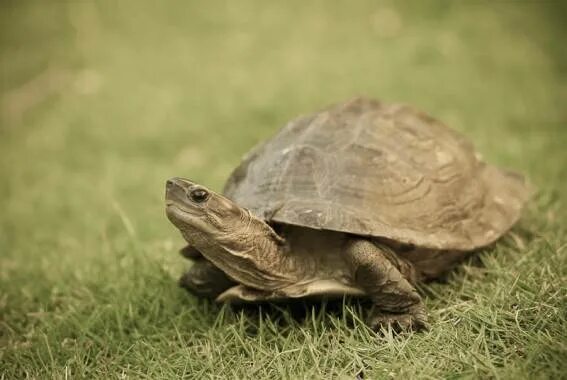 интересное о черепахах для детей.