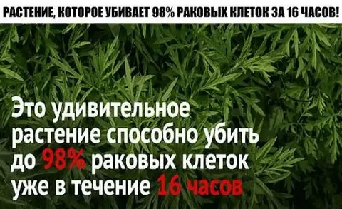 Какие растения убивают