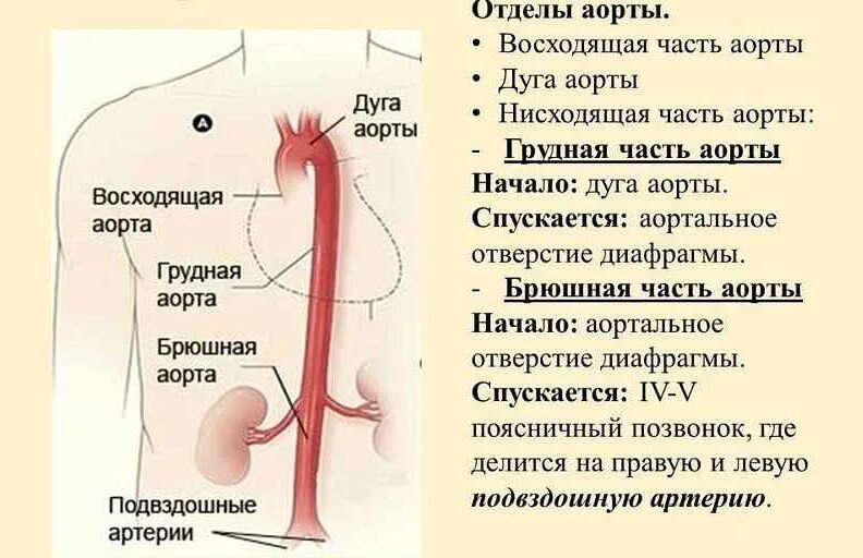 Функции аорты. Отделы восходящего отдела аорты. грудной отдел аорты анатомия. отделы аорты сосуды дуги аорты. восходящая аорта дуга аорты.