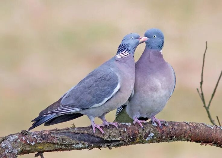 Common Wood Pigeon, Columba palumbus Wood pigeon, Pigeon, West kirby