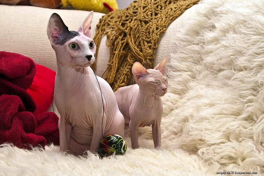 Tomanikas (Sphynx cat) Котомир