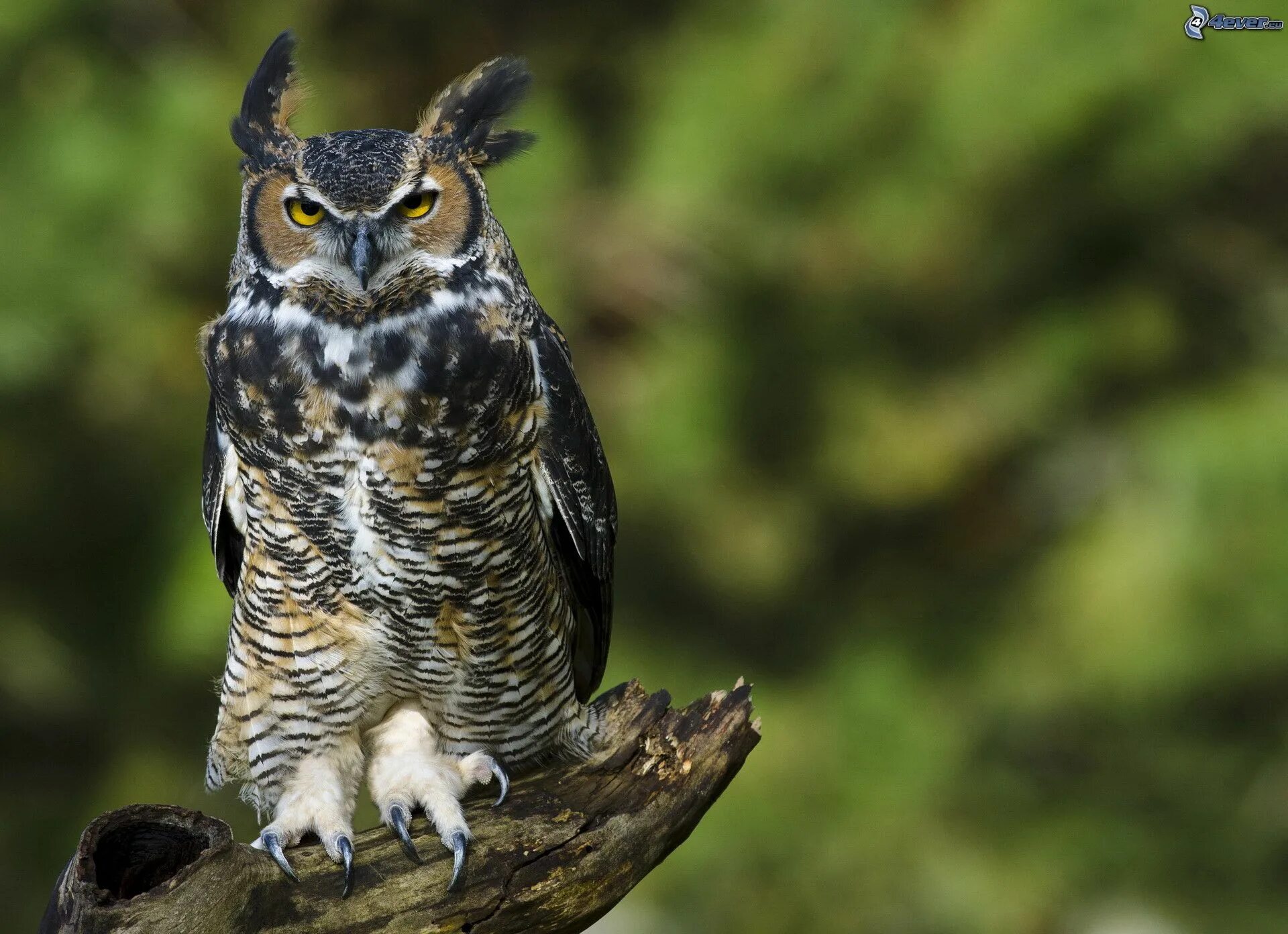 Коромандельский Филин. Виргинский Филин (Bubo virginianus). Филин Bubo Bubo. Филин Bubo Bubo Linnaeus, 1758. Крупная совообразная птица