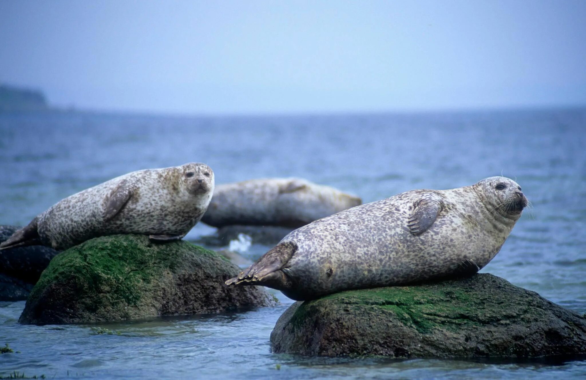 Scotland animal. Остров Тюлений Охотское море. Тюлень Ларга. Нерпа Охотское море. Тюлени Шотландия.