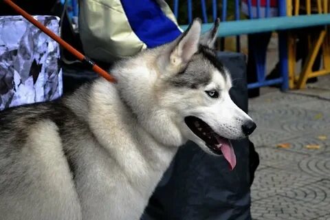 Собак 14