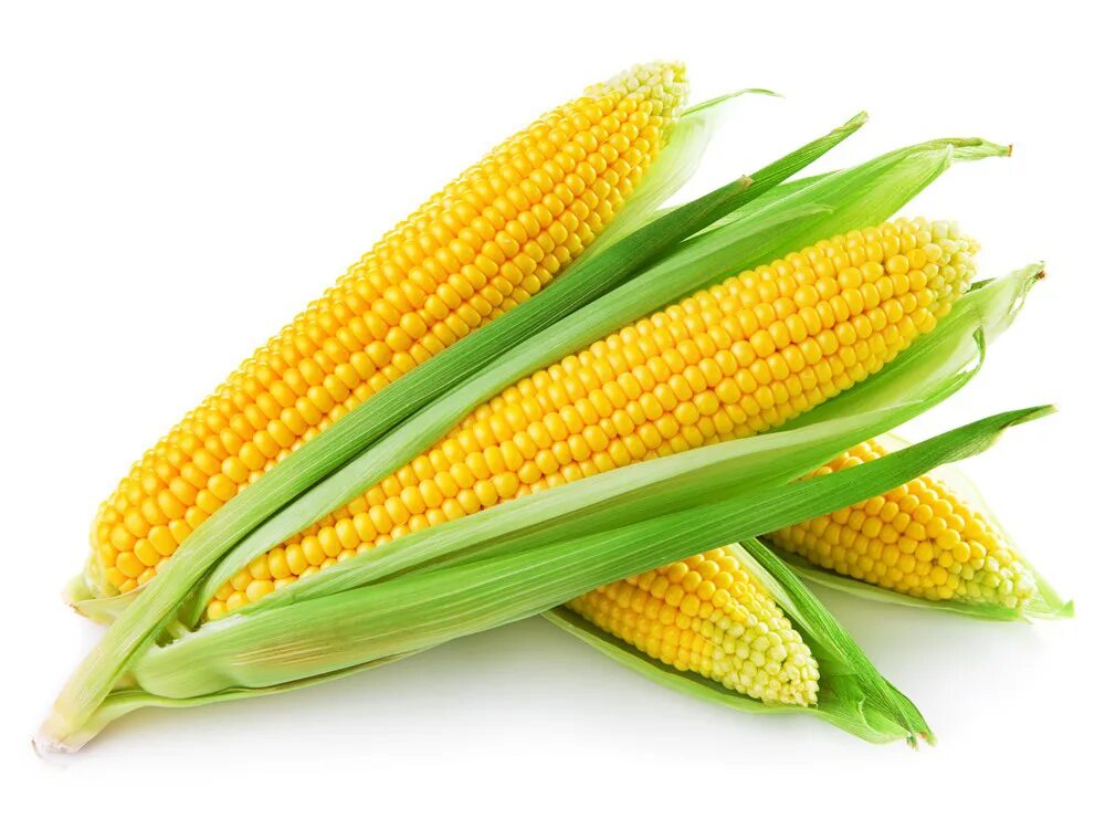 Mays corn. Макка жухори. Семена кукурузы Сербия НС 3033. Гибрид кукурузы п7043. Кукуруза - Zea Mays l..