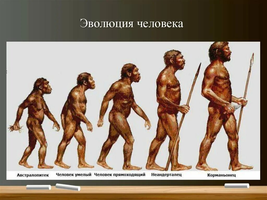 Эволюция человека хомо сапиенс. Хомосапиенс австралопитек Эволюция. Эволюция человека до хомо сапиенс. Человек разумный разумный homo sapiens sapiens. Этапы эволюции человека австралопитек