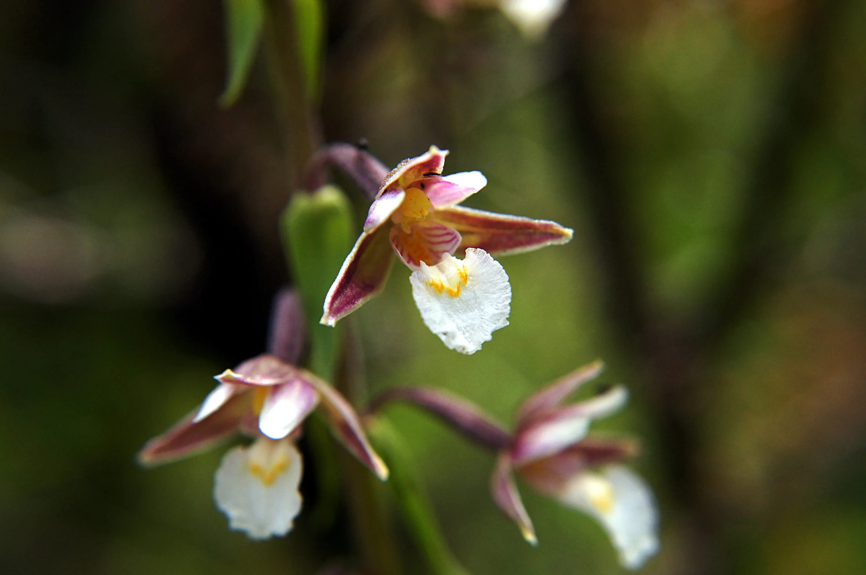 Дремлик болотный. Дремлик Мюллера. Epipactis болотный. Дремлик Тунберга.