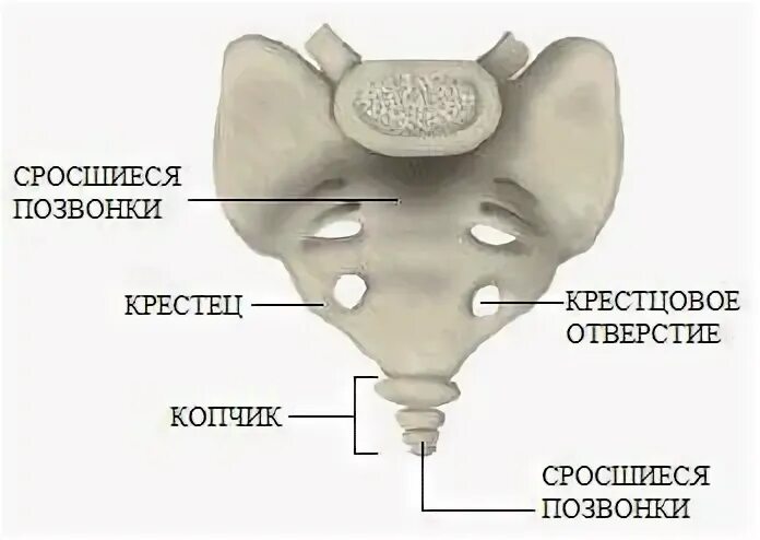 Позвонки крестцового отдела срастаются. Крестцовый отдел характеристика. Строение крестца сбоку. Крестцовый кифоз и копчик. Сросшиеся позвонки.