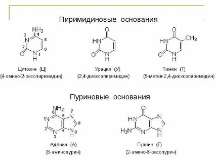 Пуриновые